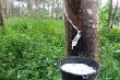 Cao su tự nhiên đã qua thời gian khó